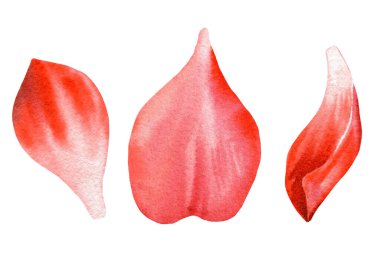 Kırmızı çiçek yaprakları elle boyanmış suluboya çizimler.