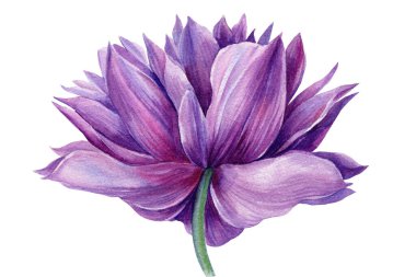 Suluboya çiçek. Mor şakayık. Botanik çizimler. 