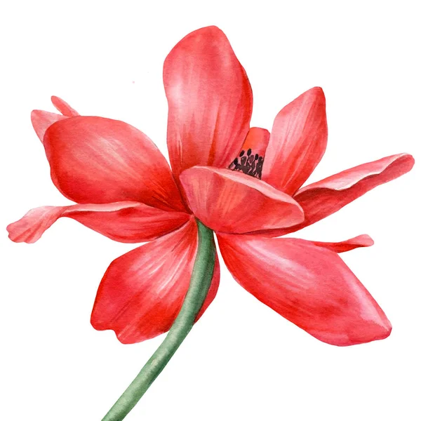 붉은 꽃. 손에 물감 그림을 그린 아네모네. — 스톡 사진