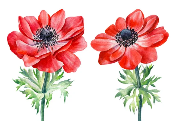Flores de anémonas rojas. Acuarela pintada a mano ilustraciones. Conjunto de elementos florales. — Foto de Stock