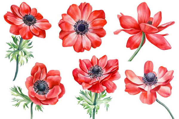 Red anemones flowers. Hand painted watercolor. Floral illustration for design