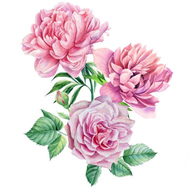Yaz çiçekleri. Buket pembe güller ve şakayıklar. Suluboya botanik çizimler. 