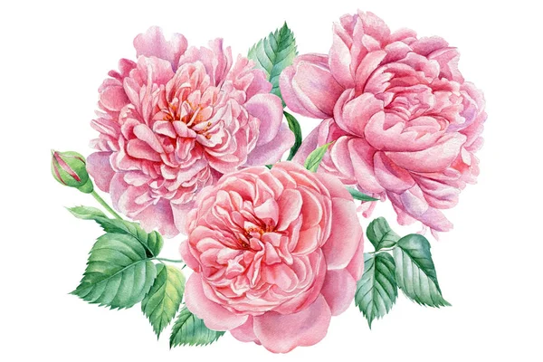 Buquê Rosa rosas e peônias. Delicadas flores de verão, ilustrações aquarela. Conjunto de design de elementos florais. — Fotografia de Stock