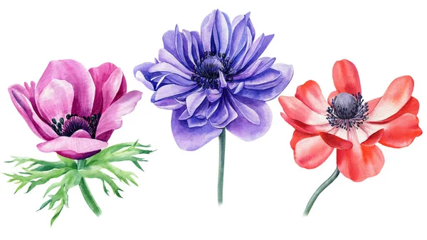 Sada barevných sasankových květin, akvarel, ruční kresba. Svatební karta — Stock fotografie