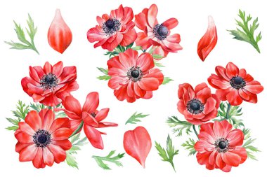 Yaz çiçeği. Şakayık çiçekleri, yapraklar. Tasarım için botanik suluboya çiçek çizimi