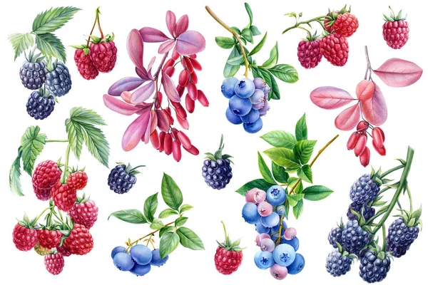 Aquarelle framboise, mûre, myrtille et épine-vinette sur fond blanc isolé, illustration botanique — Photo