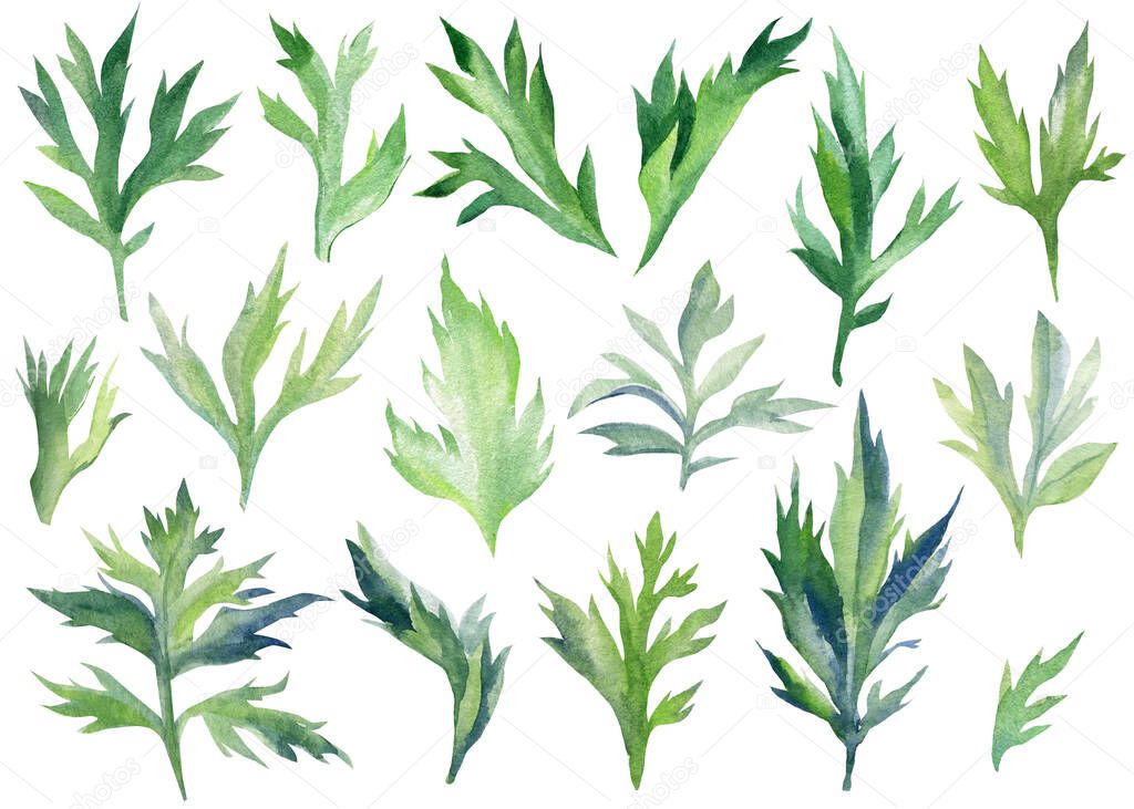 Set green leaves. Hand painted watercolor illustrations, floral elements.