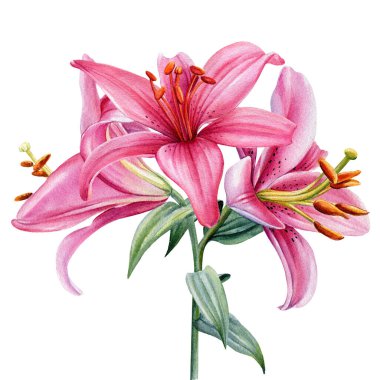 Suluboya çiçekleri, beyaz arkaplanda zambaklar, botanik illüstrasyon