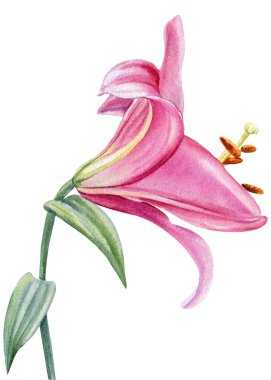 suluboya çiçekler, beyaz arkaplanda zambaklar, botanik çizimler