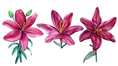 Beyaz arkaplanda suluboya çiçekleri, bordo zambakları, botanik illüstrasyonları ayarla