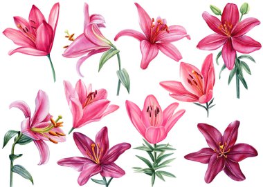 Zambaklar, soyutlanmış beyaz arka planda koyu kırmızı ve pembe çiçekler, suluboya illüstrasyon