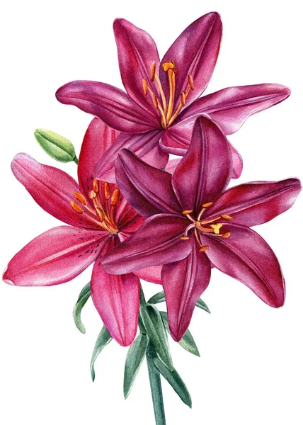 Çiçek buketi, beyaz arka planda zambaklar, botanik çizimler.