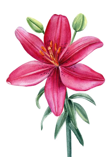 Flor rosa, lirio sobre fondo blanco, acuarela ilustración botánica — Foto de Stock
