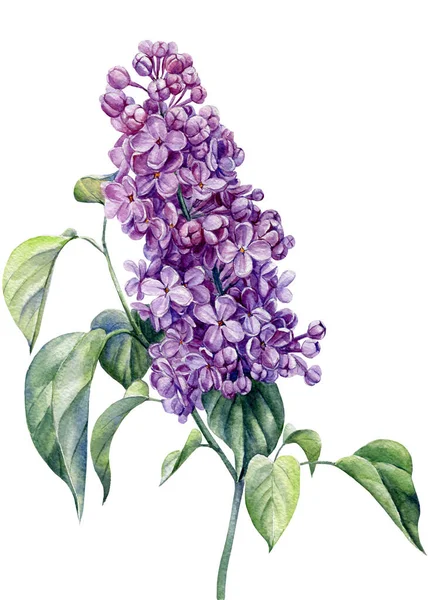 lilac flowers on white background, hand drawn watercolor illustration