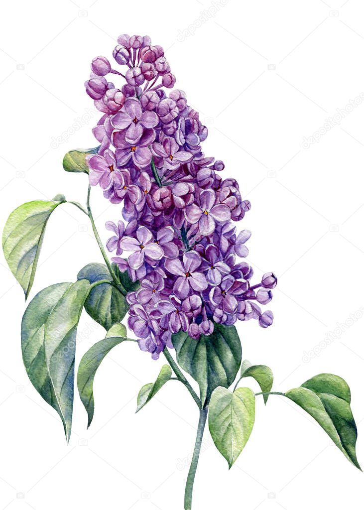 lilac flowers on white background, hand drawn watercolor illustration