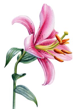 suluboya çiçekler, beyaz arkaplanda zambaklar, botanik çizimler