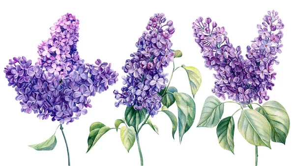 Lila, Conjunto de flores sobre fondo blanco, acuarela dibujada a mano ilustración — Foto de Stock