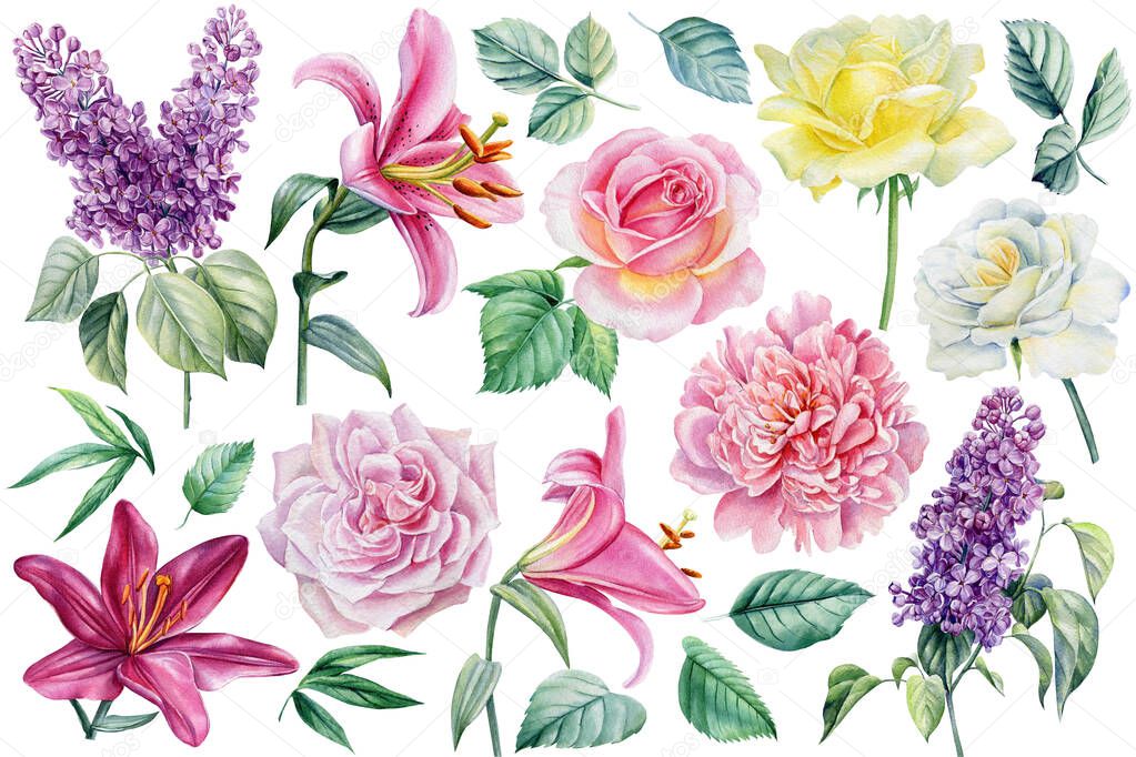 Flowers of lilac, rose, peony and lily on a white background, hand-drawn. Watercolor botanical illustration