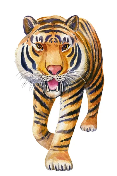 Tigre sur fond blanc isolé. Illustration aquarelle, animal sauvage — Photo