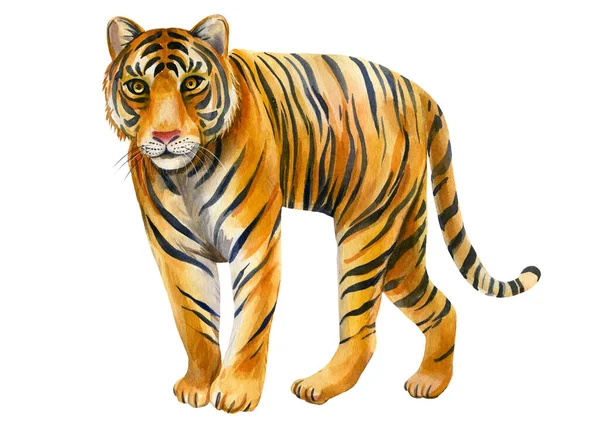 Tiger on an isolated white background. Watercolor illustration, cute animal — Stock Photo, Image