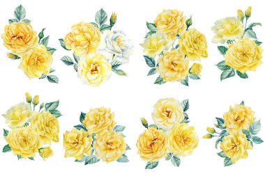 Beyaz arka planda sarı gül çiçekleri, suluboya resimleme, çiçek tasarım elementleri seti