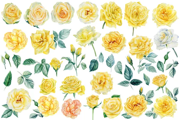 흰색 배경에 있는 장미 꽃, 수채화, 꽃무늬의 여러 가지 요소들 — 스톡 사진