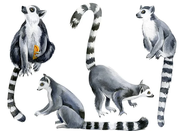 Ensemble de lémuriens fond blanc, illustration aquarelle, animaux mignons — Photo