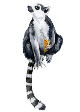 Lemur beyaz arka planı, suluboya çizimi, sevimli hayvanlar