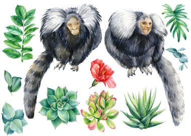 Yapraklar, okaliptüsler, sulandırıcılar, amberçiçeği ve maymunlar suluboya ile boyanmış beyaz bir zemin üzerinde