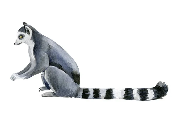 Lemur fehér háttér, akvarell illusztráció, aranyos állatok — Stock Fotó