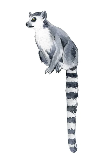 Lemur vit bakgrund, akvarell illustration, söta djur — Stockfoto
