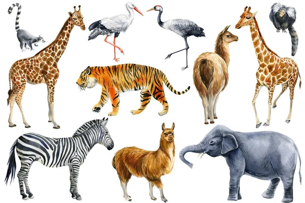 Afrikanska djur akvarell, vit bakgrund. Giraff, elefant, tiger, lemur, lama och zebra. Fågelkran och stork. — Stockfoto