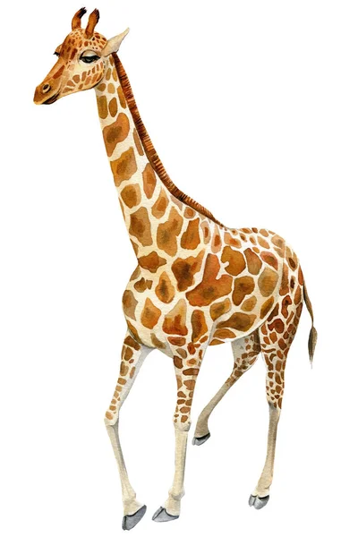 Zsiráf akvarell illusztráció, fehér háttér. Afrikai állatok — Stock Fotó