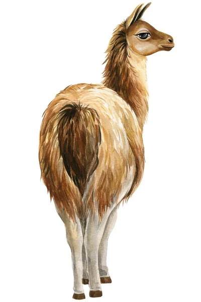 Illustrazione ad acquerello Llama. Animali africani sfondo bianco. — Foto Stock