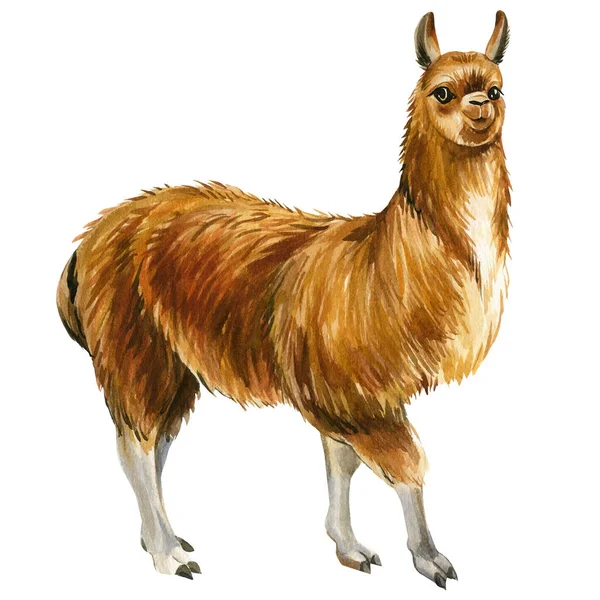 Illustrazione ad acquerello Llama. Animali africani sfondo bianco. — Foto Stock