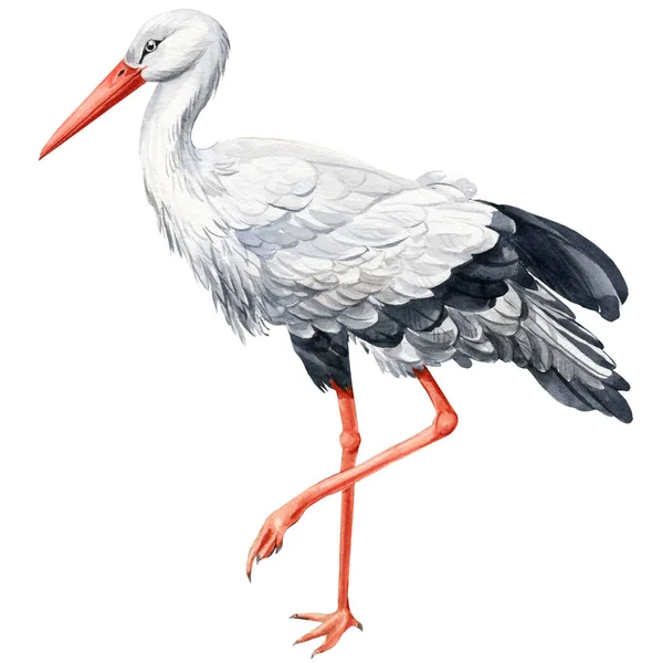 Cegonha aquarela no fundo branco. Ilustração das aves — Fotografia de Stock