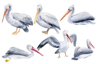 Pelikan kuşları beyaz arka planda suluboya boyayla boyanır..