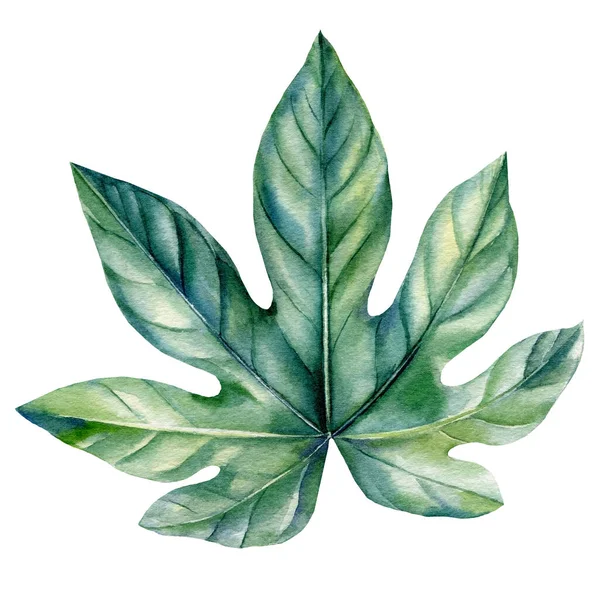 Tropisk växt, grönt blad på en vit bakgrund. Akvarell illustration — Stockfoto