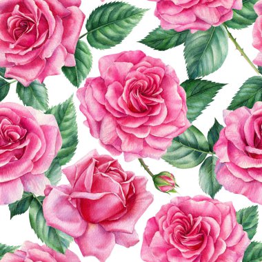 Pembe güller. Çiçek arkaplan, pürüzsüz desenler, suluboya çiçekler. 