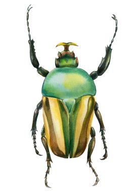 İzole edilmiş beyaz arka planda böcek, suluboya resimleme, yeşil böcek