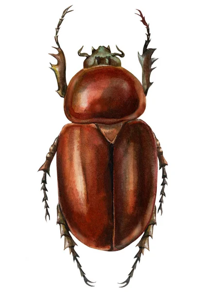 Bug, brown beetle on isolated white background, watercolor illustration, scarab — Stock Photo, Image