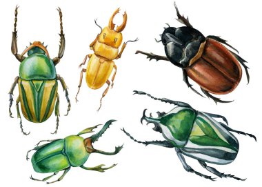 İzole edilmiş beyaz arka plandaki böcekler, suluboya çizimleri, yeşil böcek.