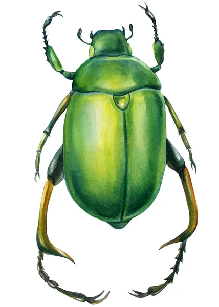 Käfer auf isoliertem weißem Hintergrund, Aquarell-Illustration, grüner Skarabäus — Stockfoto