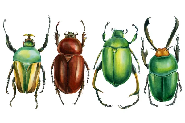 Beetles on an isolated white background, watercolor illustration, green scarab beetle — Stock Photo, Image