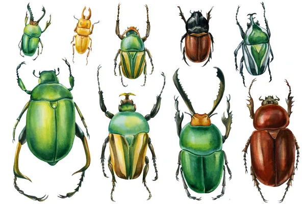 Scarabei su uno sfondo bianco isolato, illustrazione ad acquerello, scarabeo verde — Foto Stock