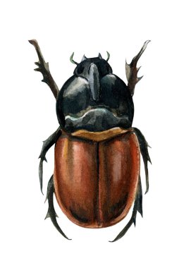 İzole edilmiş beyaz arka planda böcek, kahverengi böcek suluboya illüstrasyon, böcek...