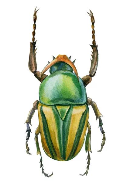 흰색 외진 배경에 있는 딱정벌레, 물색 삽화, 녹색 풍뎅이 — 스톡 사진