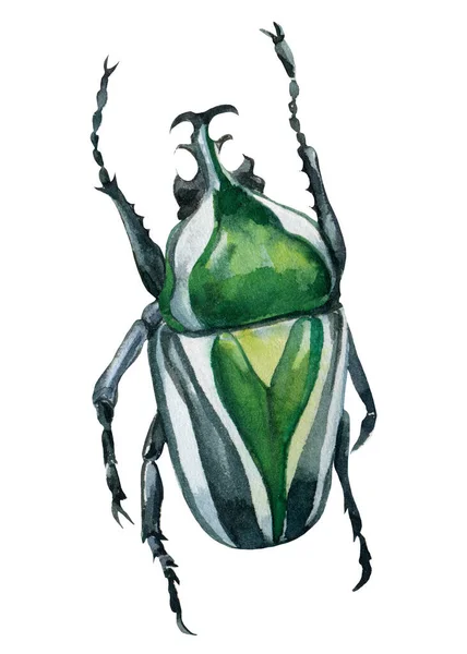 Beetle on isolated white background, watercolor illustration, green scarab — Stock Photo, Image