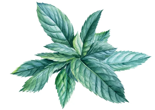 Mint på isolerad vit bakgrund, akvarell botanisk illustration — Stockfoto