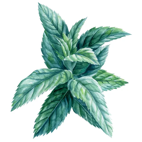Mint på isolerad vit bakgrund, akvarell botanisk illustration — Stockfoto